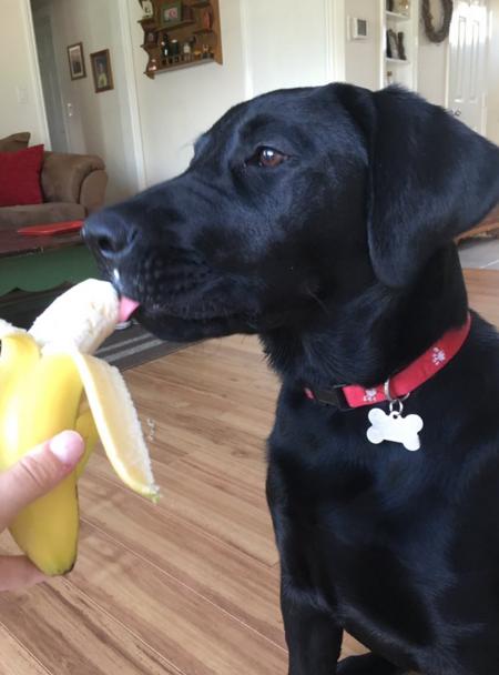 不爱骨头爱香蕉,这只狗狗吃香蕉根本停不下来
