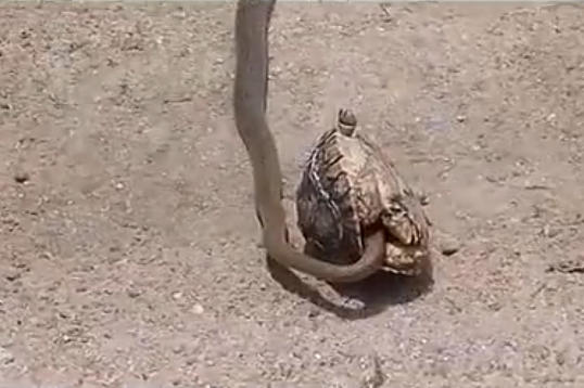 眼镜王蛇欲捕捉乌龟，没想到却被乌龟咬住，下一秒蛇竟做出这事[2]- 中国日报网