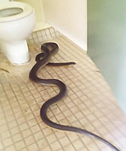 女生上厕所时发现马桶里有一条四米长的蛇,直