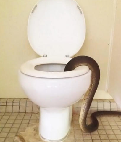 女生上厕所时发现马桶里有一条四米长的蛇，直接吓懵了[4]- 中国日报网