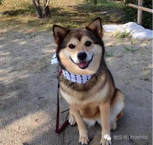 哈士奇与柴犬的混血居然是这样的,毫无违和感