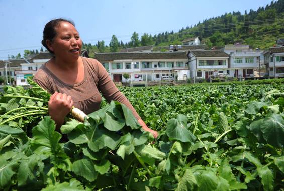 贵州息烽县:幸福村的幸福生活