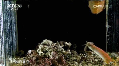 究竟皮皮虾我们走是什么梗？海鲜界的小弟咋成了表情包界的扛把子(图)