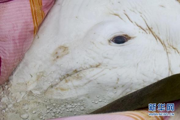 受伤中华白海豚“迷路” 众人齐救助