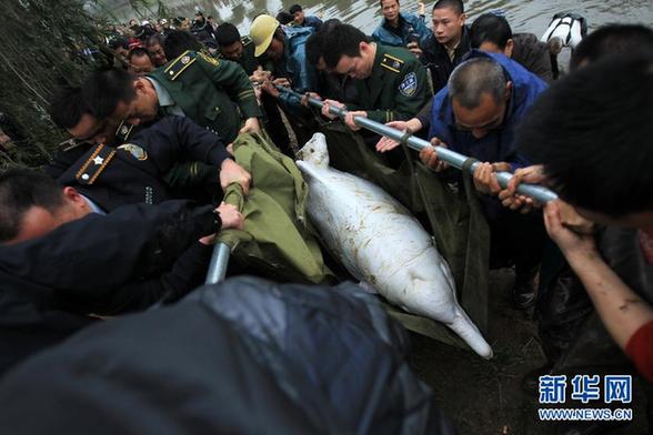 受伤中华白海豚“迷路” 众人齐救助