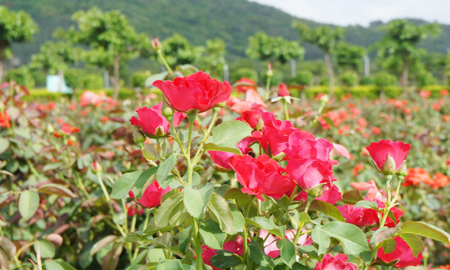 三亚致力发展玫瑰产业打造浪漫城市