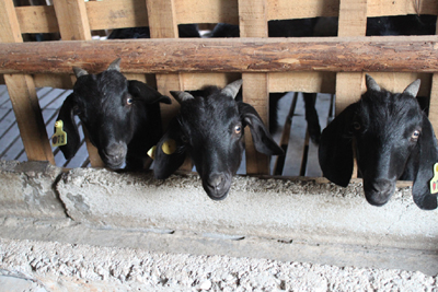 木瓜山：安徽唯一黑山羊养殖基地