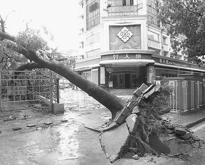 一场台风 一河之隔 深港树木损伤为何相差悬殊