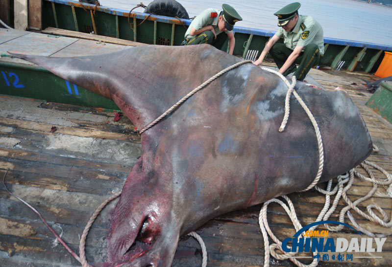 浙江渔民捕获2000斤巨型“魔鬼鱼”切割出售