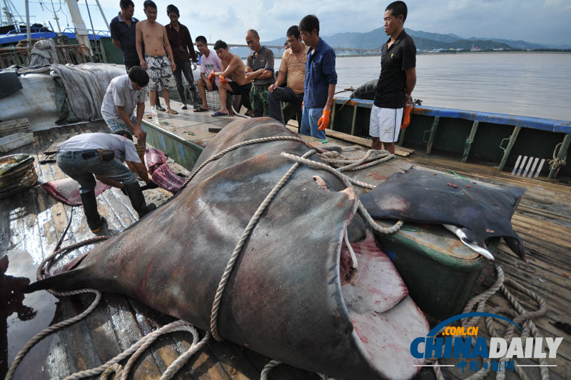 浙江渔民捕获2000斤巨型“魔鬼鱼”切割出售