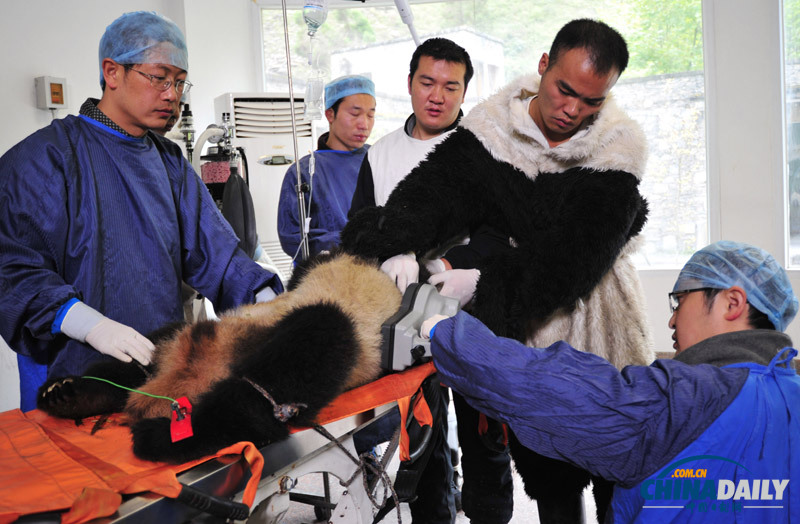 卧龙大熊猫野化训练毕业 明天将正式放归野外