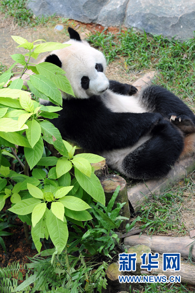 大熊猫“嘉嘉”和“凯凯”旅居新加坡(组图)