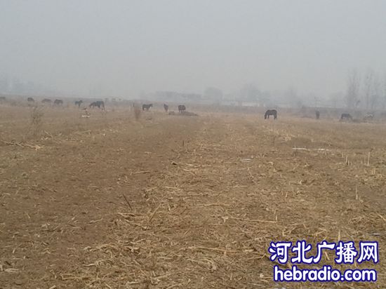 邯郸磁县北来村150亩麦地一夜被毁