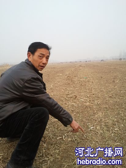 邯郸磁县北来村150亩麦地一夜被毁