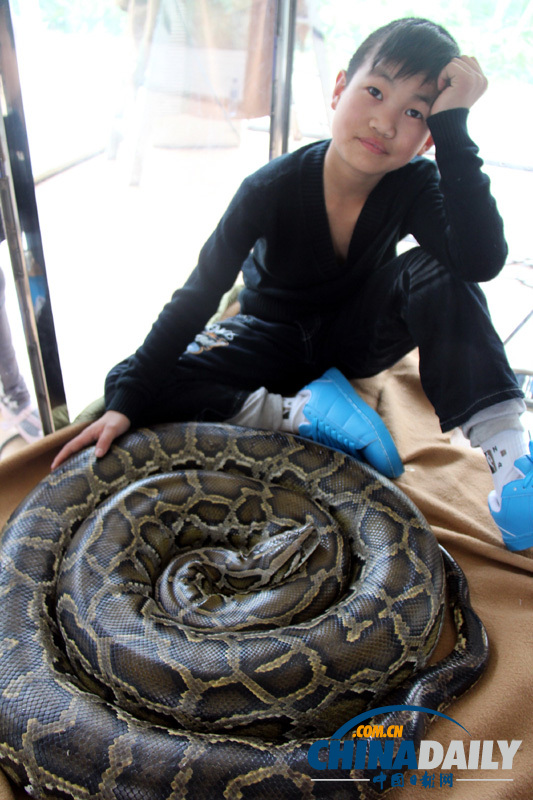 广东佛山少年与大蟒蛇“同居” 引来众多体验者