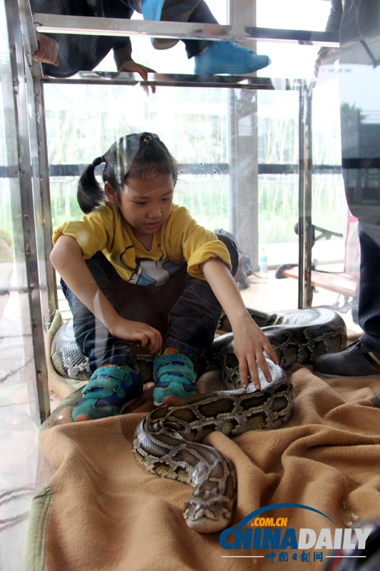 广东佛山少年与大蟒蛇“同居” 引来众多体验者