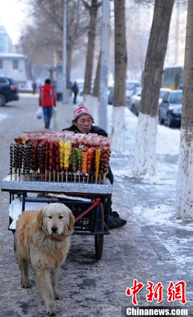 高清组图“义狗”寒冬拉车助身残主人卖冰糖葫芦