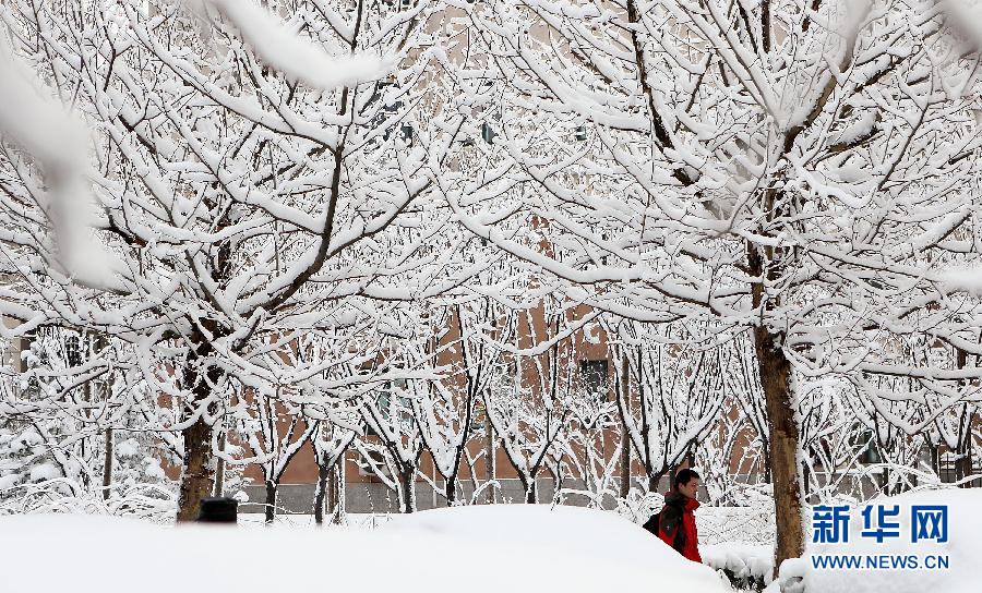 京城降雪迎春分 银装素裹如童话世界