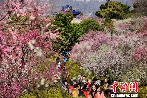 清明出游国内七大赏花地推荐