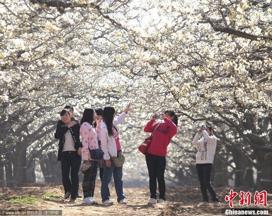 清明出游国内七大赏花地推荐