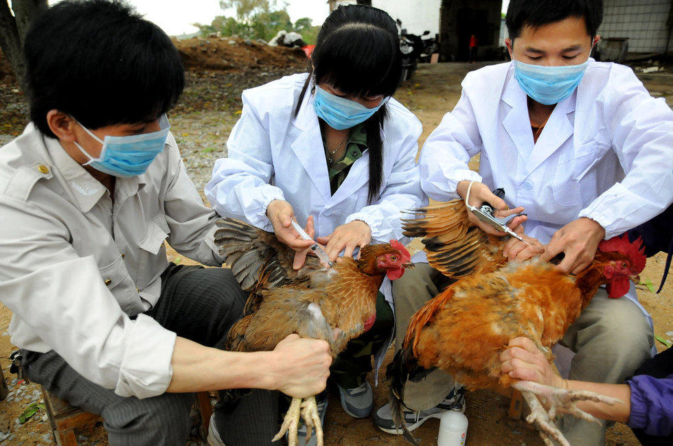 组图：中国多地备战H7N9禽流感