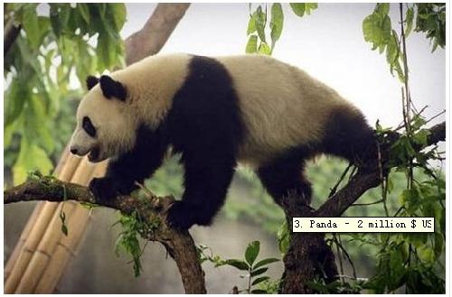 身价是大熊猫的20倍 盘点世界最贵那些动物/图