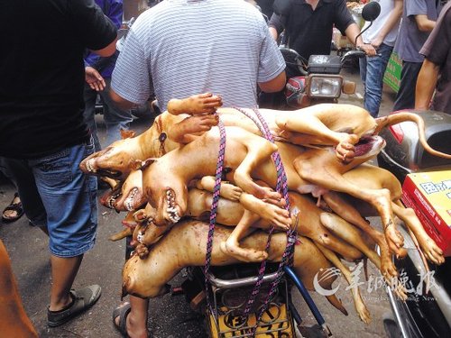 广西玉林狗肉节不顾抗议如期办 1天吃上万条狗