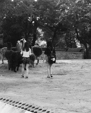 北京动物园：两女子翻围栏追羊驼 羊驼满圈疯跑