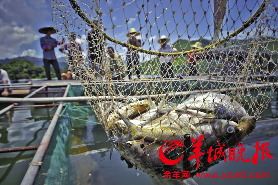 贺江污染事发前一个月虾类集中死亡 贺州市长道歉