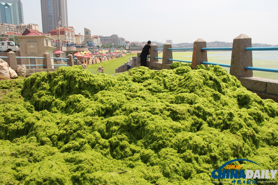 青岛：应急响应降级 浒苔进入消亡期