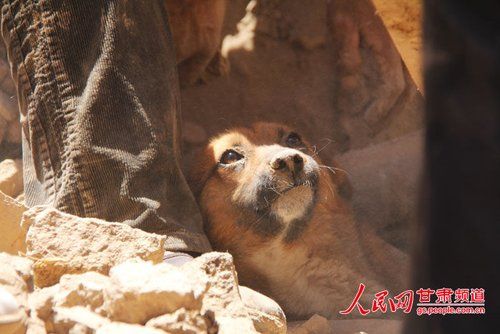 甘肃地震“狗坚强”：小黄狗被埋31小时获救