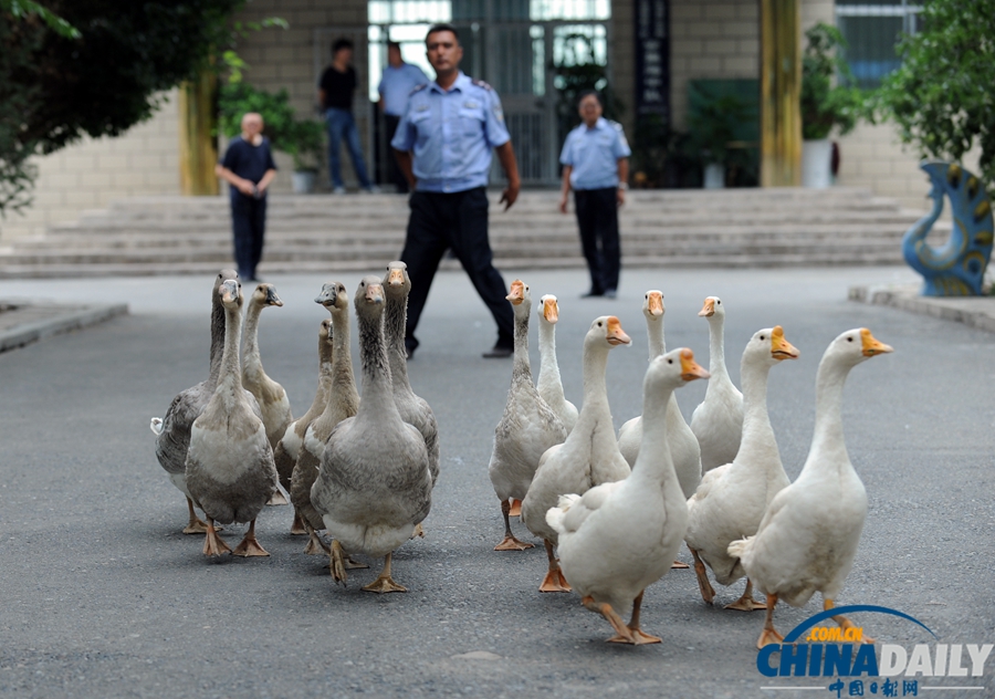 新疆警察推广养鹅防盗 称“比狗好使”