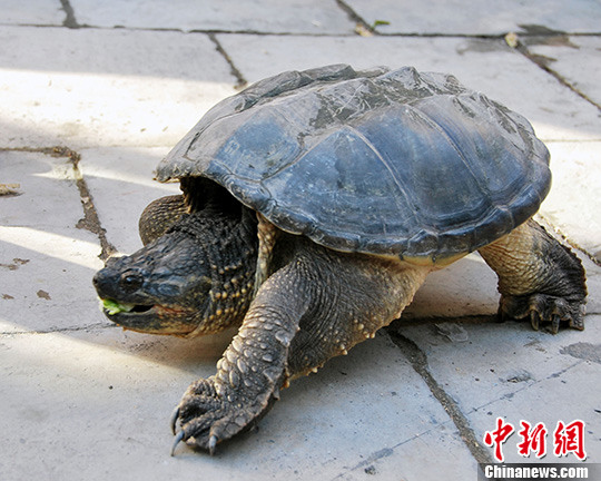 新疆伊犁河惊现鳄龟重约6公斤