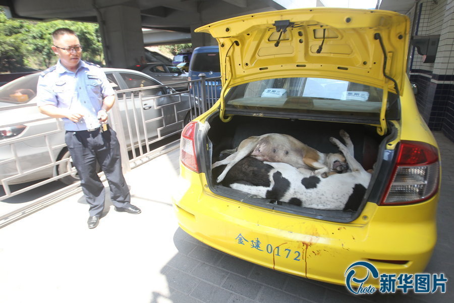 重庆：五男子开出租车偷狗 弓弩涂毒4小时射杀11条