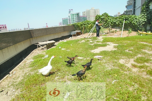 郑州现楼顶私人花园 修凉亭鱼池种菜养鹅(图)