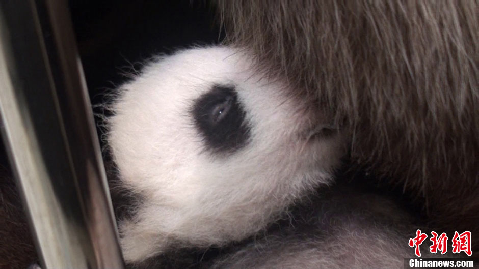 【图刊】大熊猫“圆仔”成长日记