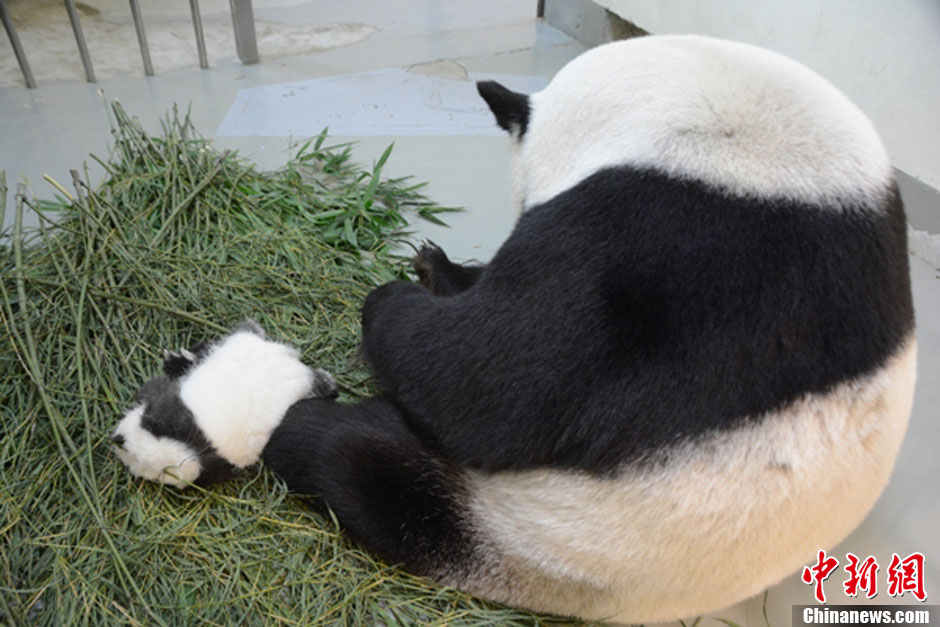 【图刊】大熊猫“圆仔”成长日记