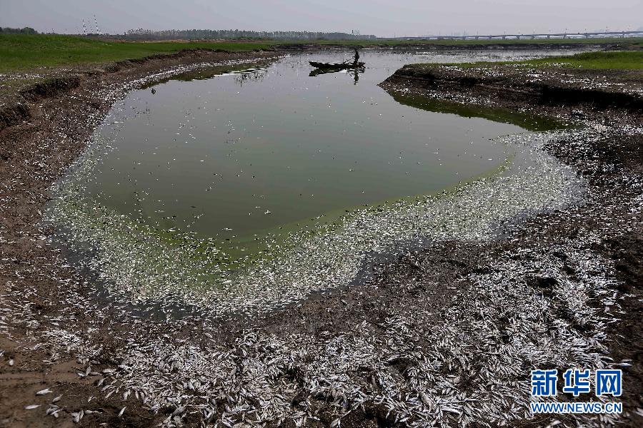 武汉府河段突发大面积死鱼 疑因上游污染