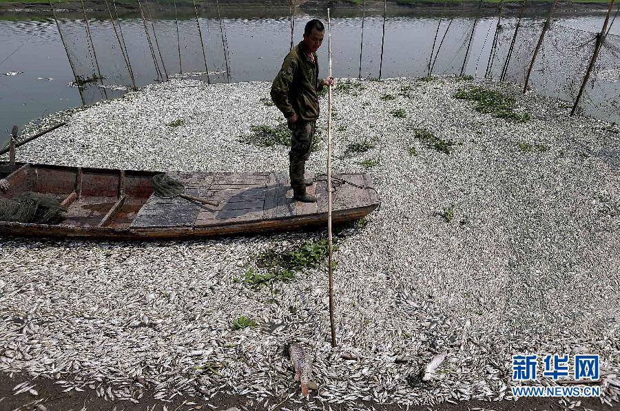武汉府河段突发大面积死鱼 疑因上游污染