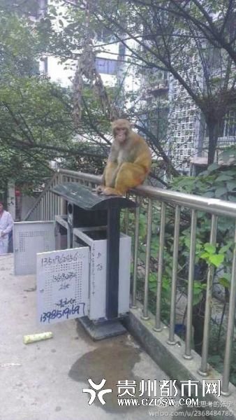 贵州野生猕猴下山入市区 乱翻垃圾吓坏路人(图)