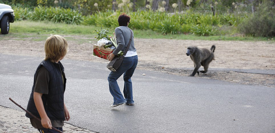南非厚脸皮狒狒公然“打劫”蔬菜