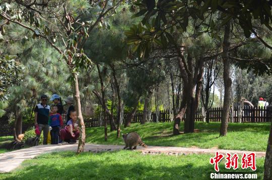 云南野生动物园一只浣熊疑被偷 与游人见面仅五天