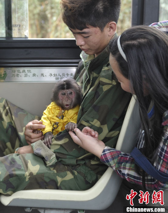 云南野生动物园开通专线公交 动物明星车上迎客