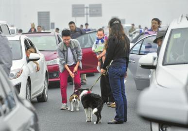 高速路上遛狗 出游陋习扎堆