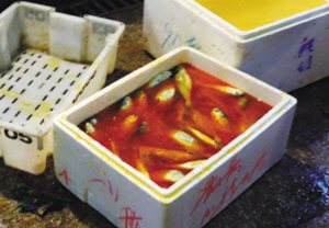 温州5鱼贩受审 用自制药水给黄鱼上色是菜场潜规则