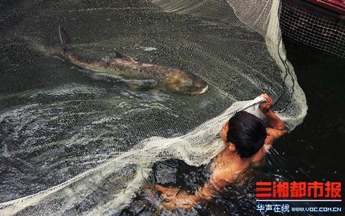 世界最大剁椒鱼头今日制成 菜盘直径近1.7米