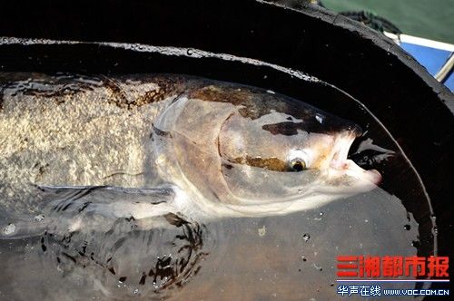 世界最大剁椒鱼头今日制成 菜盘直径近1.7米