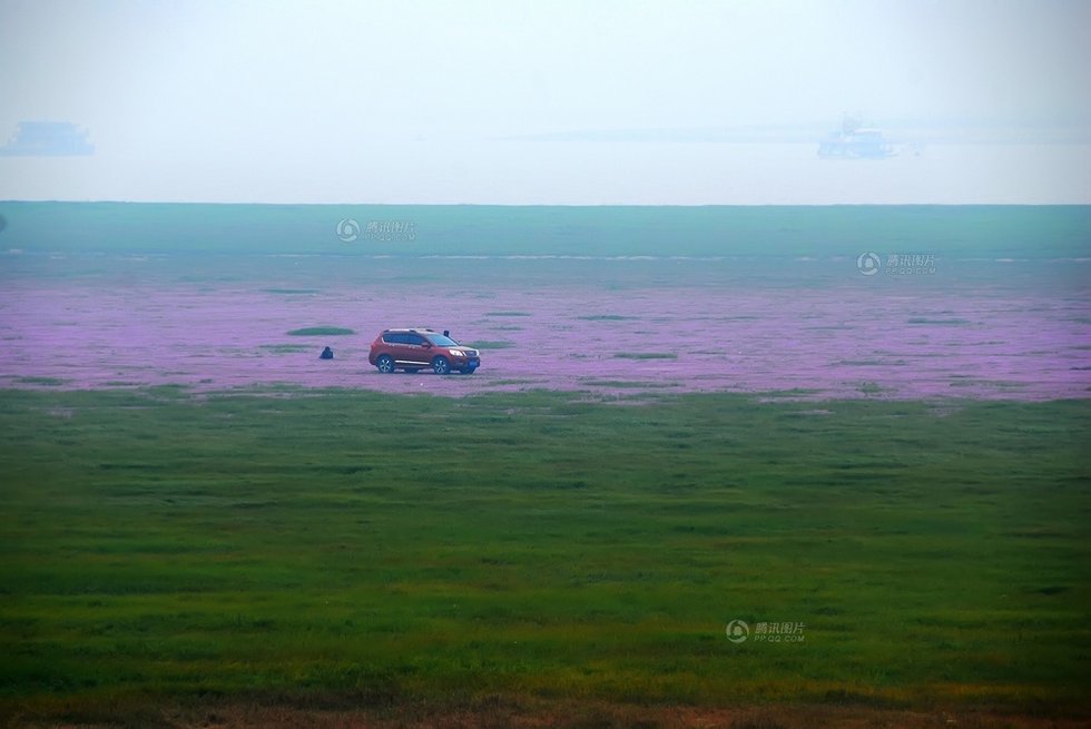 中国最大淡水湖提前枯水变成花海草原