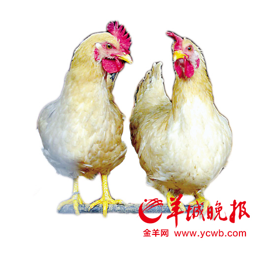 广东专家预测：未来数月人染H7N9禽流感风险明显增加
