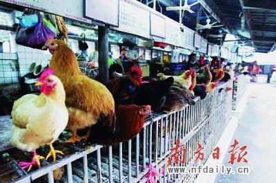 香港2人确诊感染H7N9 深圳或关闭市区活禽交易市场